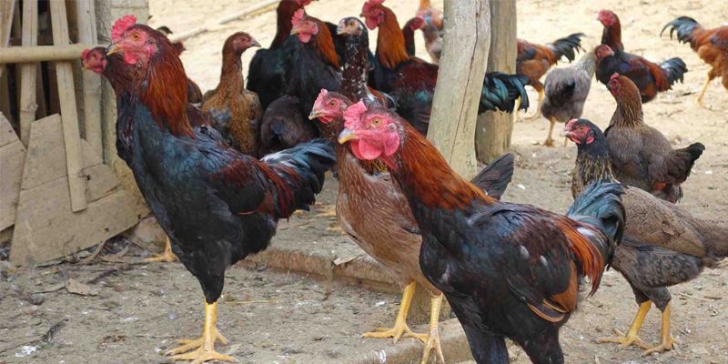 Chế độ luyện tập cho gà nòi lai khi nuôi gà nòi lai thả vườn